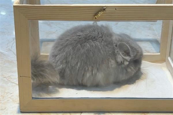 让龙猫的毛发保持光泽度的方法，饲喂葵花籽可改善毛发粗糙的问题