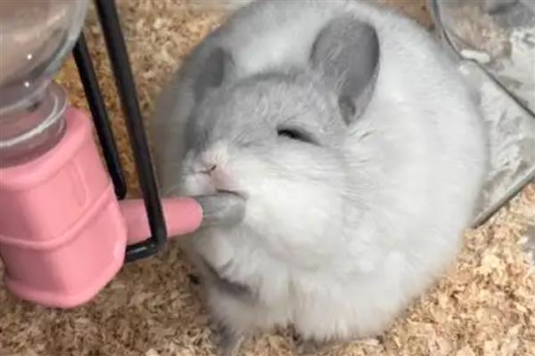 让龙猫的毛发保持光泽度的方法，饲喂葵花籽可改善毛发粗糙的问题