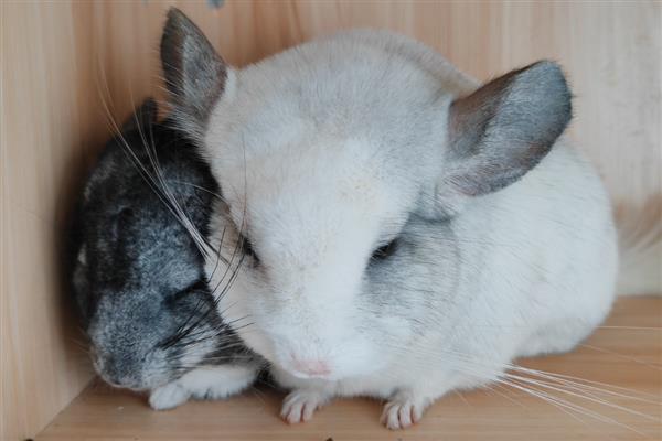 让龙猫的毛发保持光泽度的方法，饲喂葵花籽可改善毛发粗糙的问题