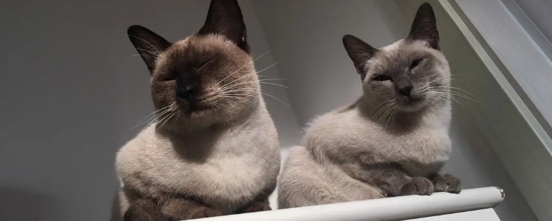 猫虱子的灭杀方法，以下六招都有不错的效果