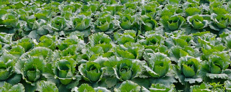 怎么种植秋白菜，定苗后亩施尿素15千克