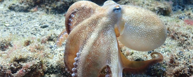 章鱼能不能用淡水养殖，淡水含盐量低不适合它们生长