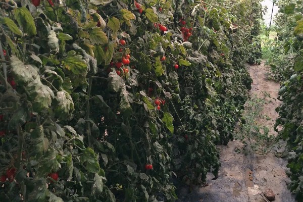 西红柿的株距和行距，与种植方法有关