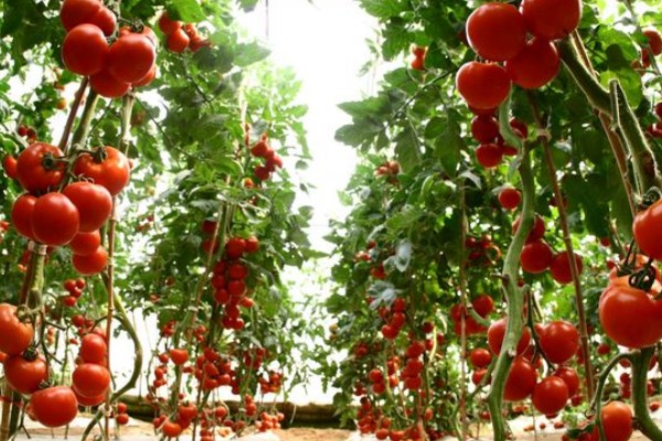 西红柿的株距和行距，与种植方法有关