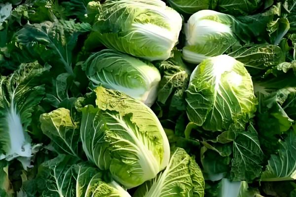 白菜收获妙招，结球后即可采收