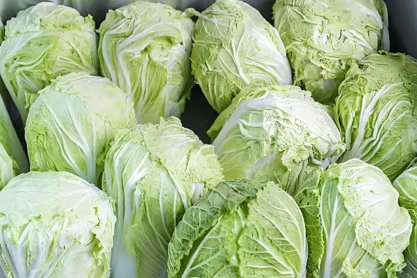 白菜收获妙招，结球后即可采收