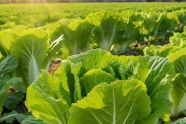 白菜收获妙招，结球后即可采收