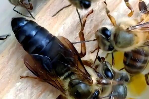 养蜂换王的好处，新王的繁殖能力更强