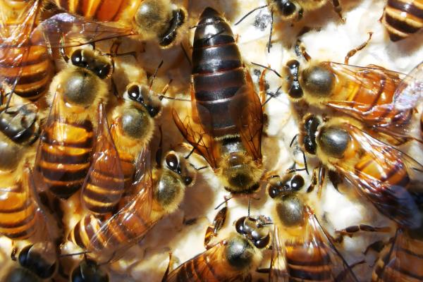 养蜂换王的好处，新王的繁殖能力更强