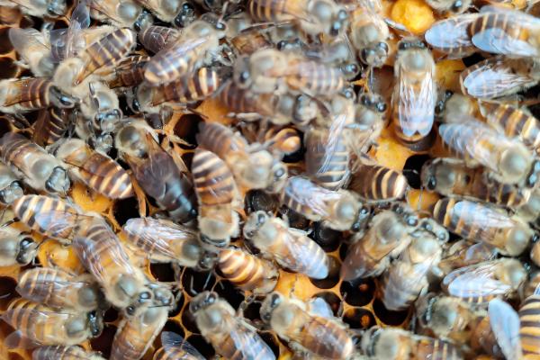 养蜂换王的好处，新王的繁殖能力更强