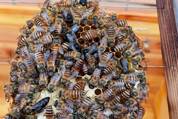 养蜂换王的好处，新王的繁殖能力更强