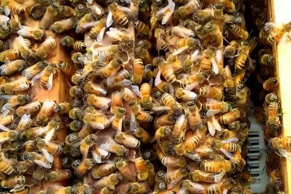 养蜂换王的好处，新王的繁殖能力更强