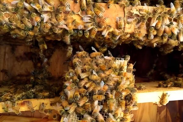 养蜂换王的好处，新王的繁殖能力更强