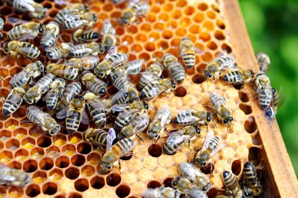 养蜂换王的好处，新王的繁殖能力更强