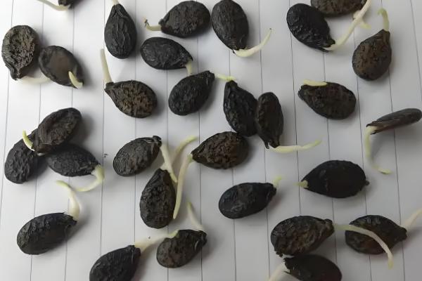 给蔬菜种子催芽要注意什么，根据种壳的厚度决定浸种时间