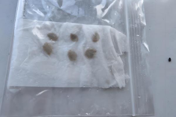 给蔬菜种子催芽要注意什么，根据种壳的厚度决定浸种时间