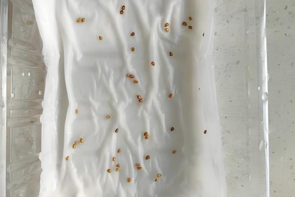 给蔬菜种子催芽要注意什么，根据种壳的厚度决定浸种时间