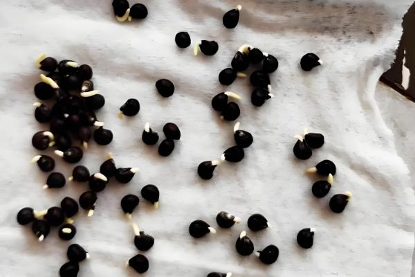 给蔬菜种子催芽要注意什么，根据种壳的厚度决定浸种时间