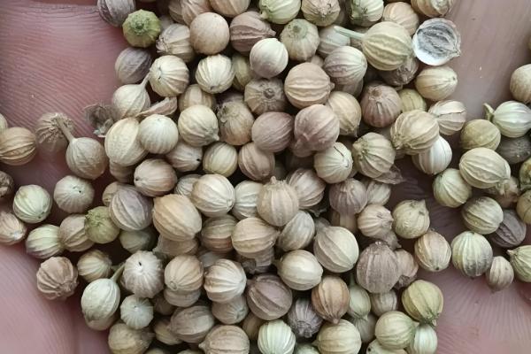 给蔬菜种子催芽要注意什么，根据种壳的厚度决定浸种时间