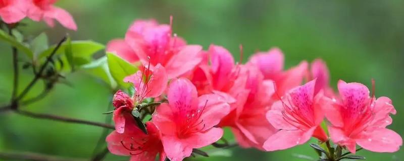 杜鹃花怎么施肥，花后应施以氮为主