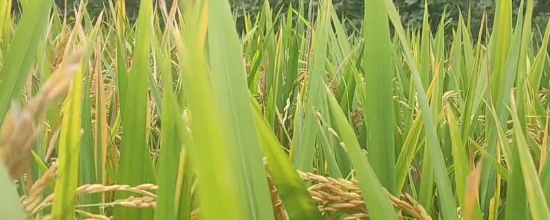 稻曲病如何防治,可以用多菌灵浸种