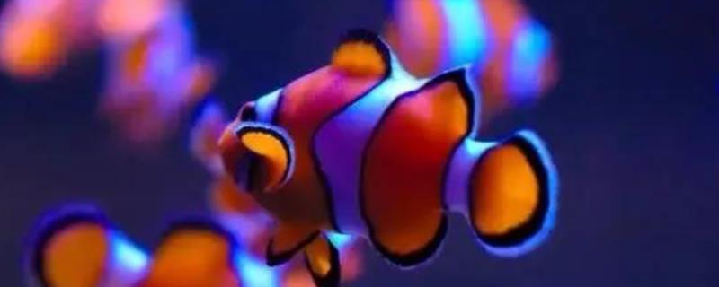 小丑鱼能和斑马鱼一起饲养吗，不能混养