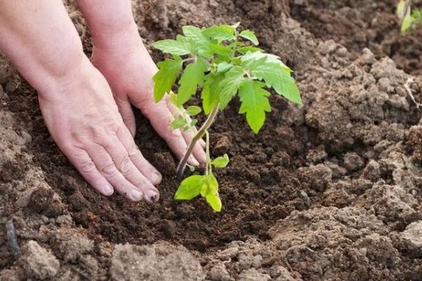 西红柿的株距和行距，与种植方法有关