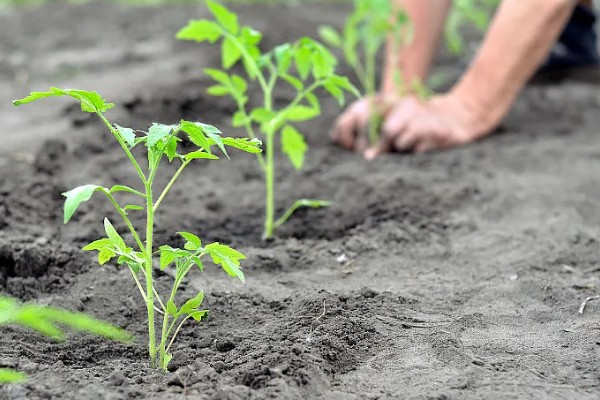 西红柿的株距和行距，与种植方法有关