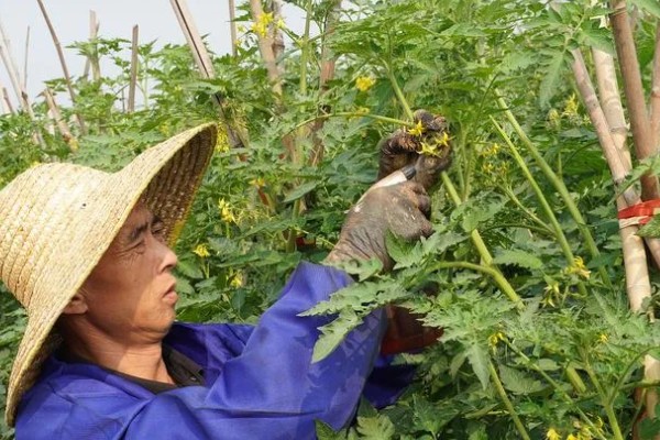 西红柿的株距和行距，与种植方法有关