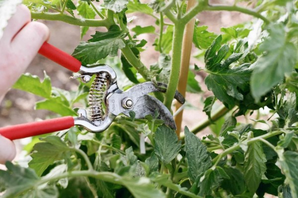 西红柿的株距和行距，与种植方法有关
