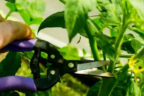 西红柿的株距和行距，与种植方法有关