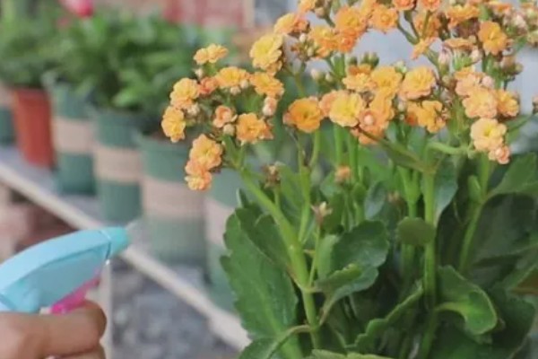 长寿花有虫如何防治，出现介壳虫可喷施杀螟松乳油