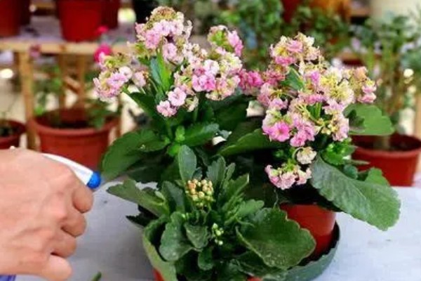 长寿花有虫如何防治，出现介壳虫可喷施杀螟松乳油