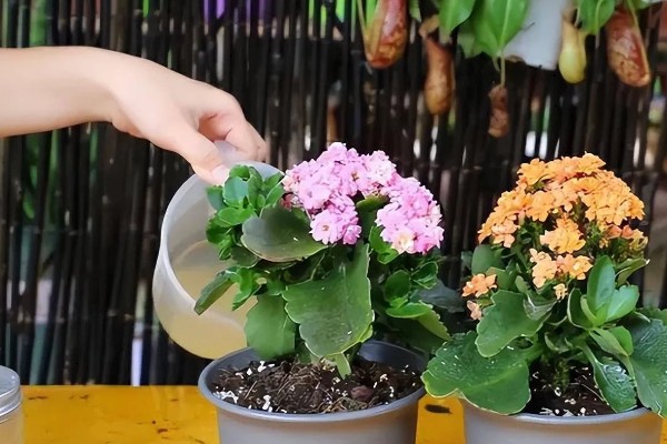 长寿花有虫如何防治，出现介壳虫可喷施杀螟松乳油