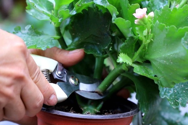 长寿花有虫如何防治，出现介壳虫可喷施杀螟松乳油