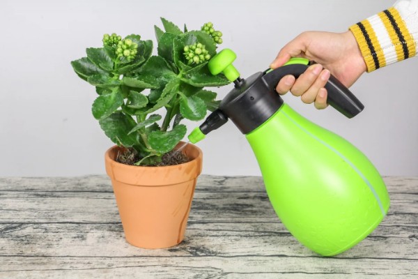 长寿花有虫如何防治，出现介壳虫可喷施杀螟松乳油