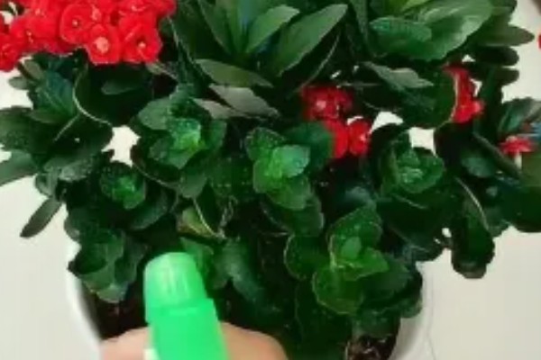 长寿花有虫如何防治，出现介壳虫可喷施杀螟松乳油