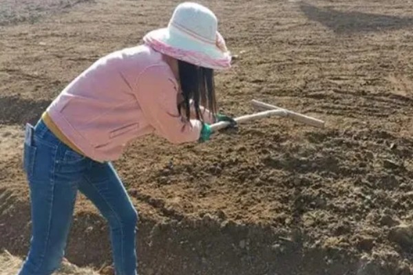 马兜铃的种植方法,首次追肥要使用氮肥