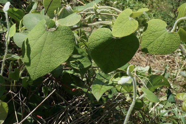 马兜铃的种植方法,首次追肥要使用氮肥
