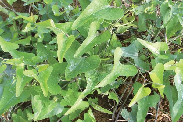 马兜铃的种植方法,首次追肥要使用氮肥