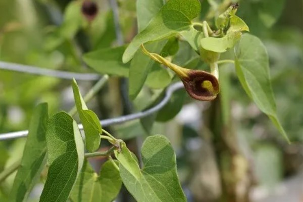 马兜铃的种植方法,首次追肥要使用氮肥