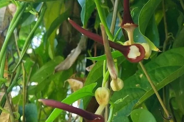 马兜铃的种植方法,首次追肥要使用氮肥