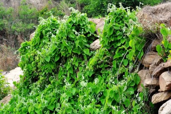 马兜铃的种植方法,首次追肥要使用氮肥