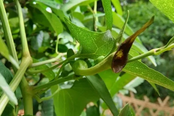 马兜铃的种植方法,首次追肥要使用氮肥