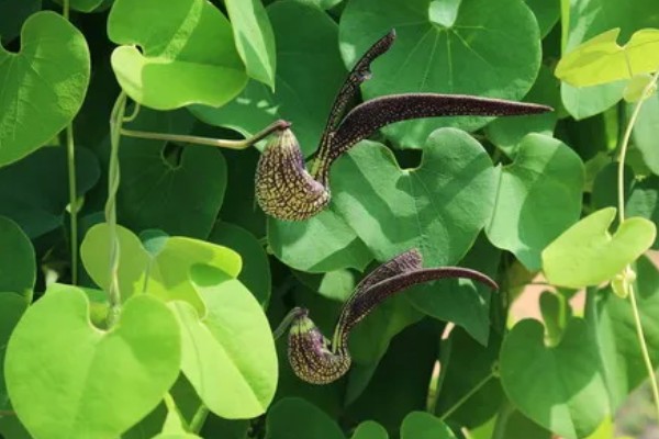 马兜铃的种植方法,首次追肥要使用氮肥