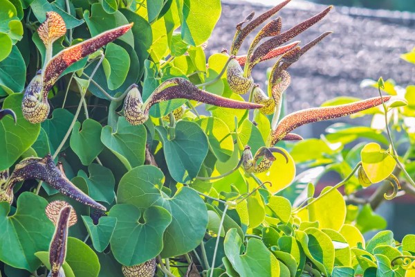 马兜铃的种植方法,首次追肥要使用氮肥
