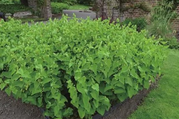 马兜铃的种植方法,首次追肥要使用氮肥