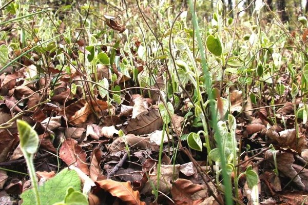 马兜铃的种植方法,首次追肥要使用氮肥