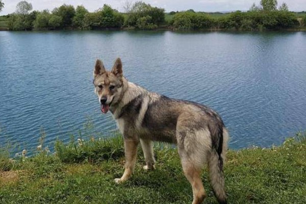 中国可以养捷克狼犬吗,在中国禁止养捷克狼犬