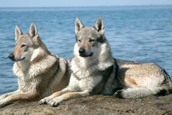 中国可以养捷克狼犬吗,在中国禁止养捷克狼犬